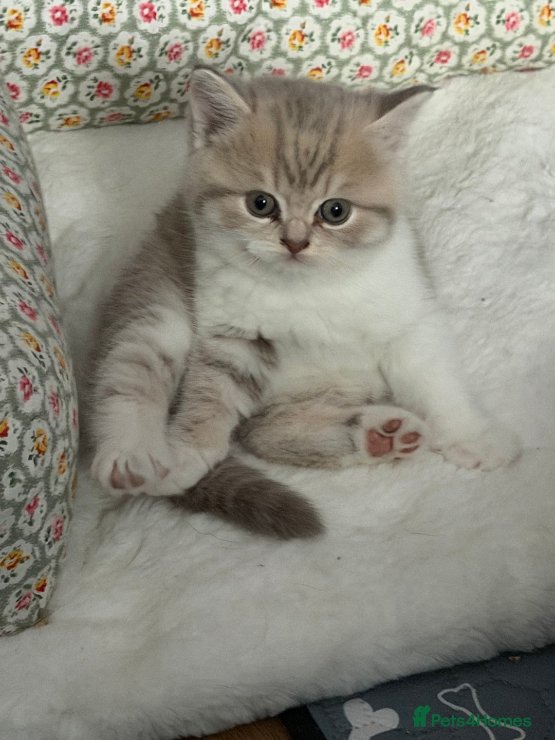 British Shorthair cats for sale: British long-haired and short-haired cats - Advert 8