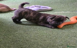 Mixed Breed dogs for sale: Chaffy puppies Chow x Staffy - Advert 13