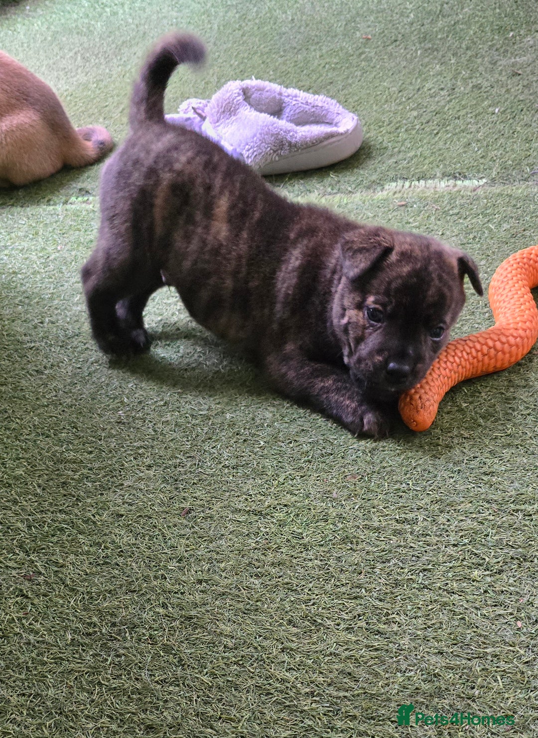 Mixed Breed dogs for sale: Chaffy puppies Chow x Staffy - Advert 13