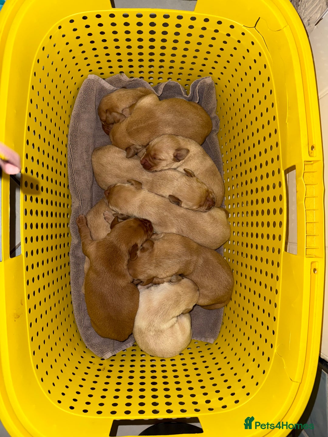 Labrador Retriever dogs for sale: Kc registered Labrador 5 star homes only  - Advert 13