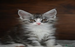 Maine Coon cats for sale: ✨Meet Cherry & Plum✨- TICA Reg - High Smoke-white - Image 1