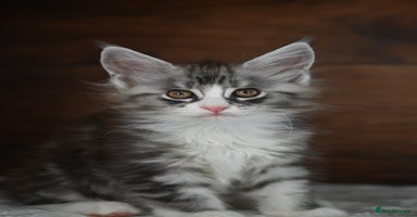 Maine Coon cats - Advert 1