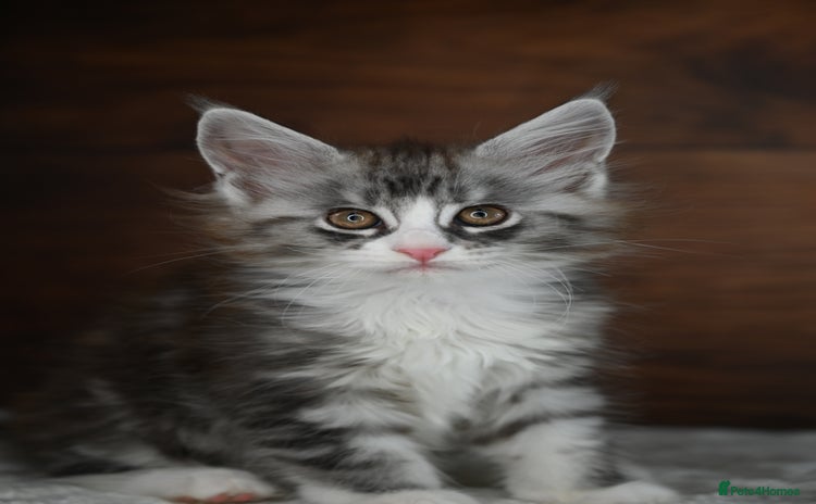 Maine Coon cats - Advert 12
