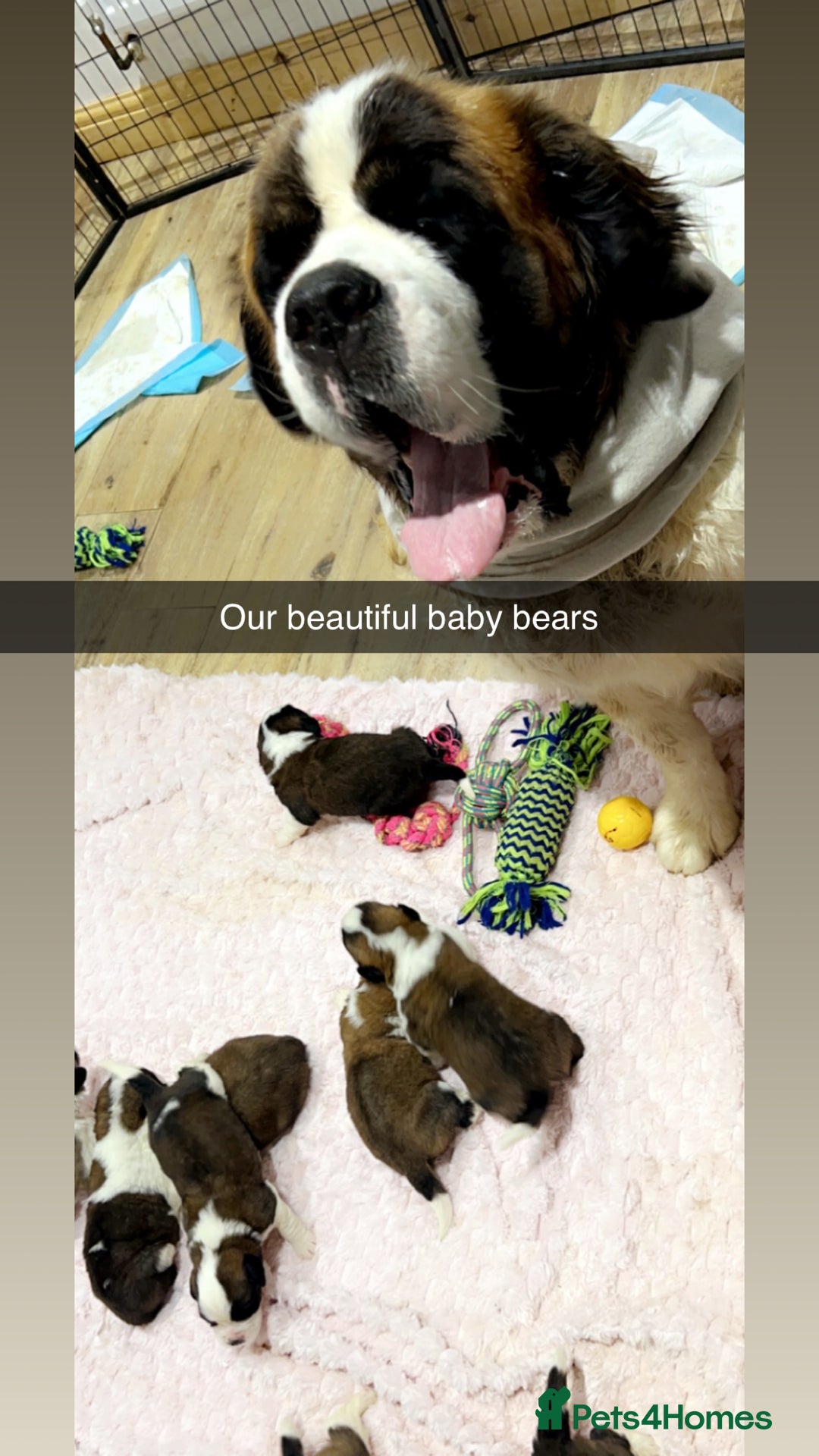 Saint Bernard dogs for sale: Gorgeous Saint Bernard puppies for sale - Advert 2