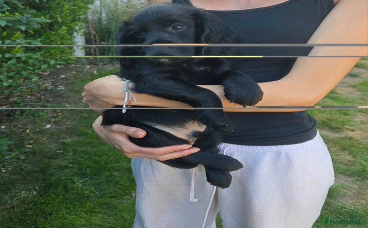 Cocker Spaniel dogs - Advert 1