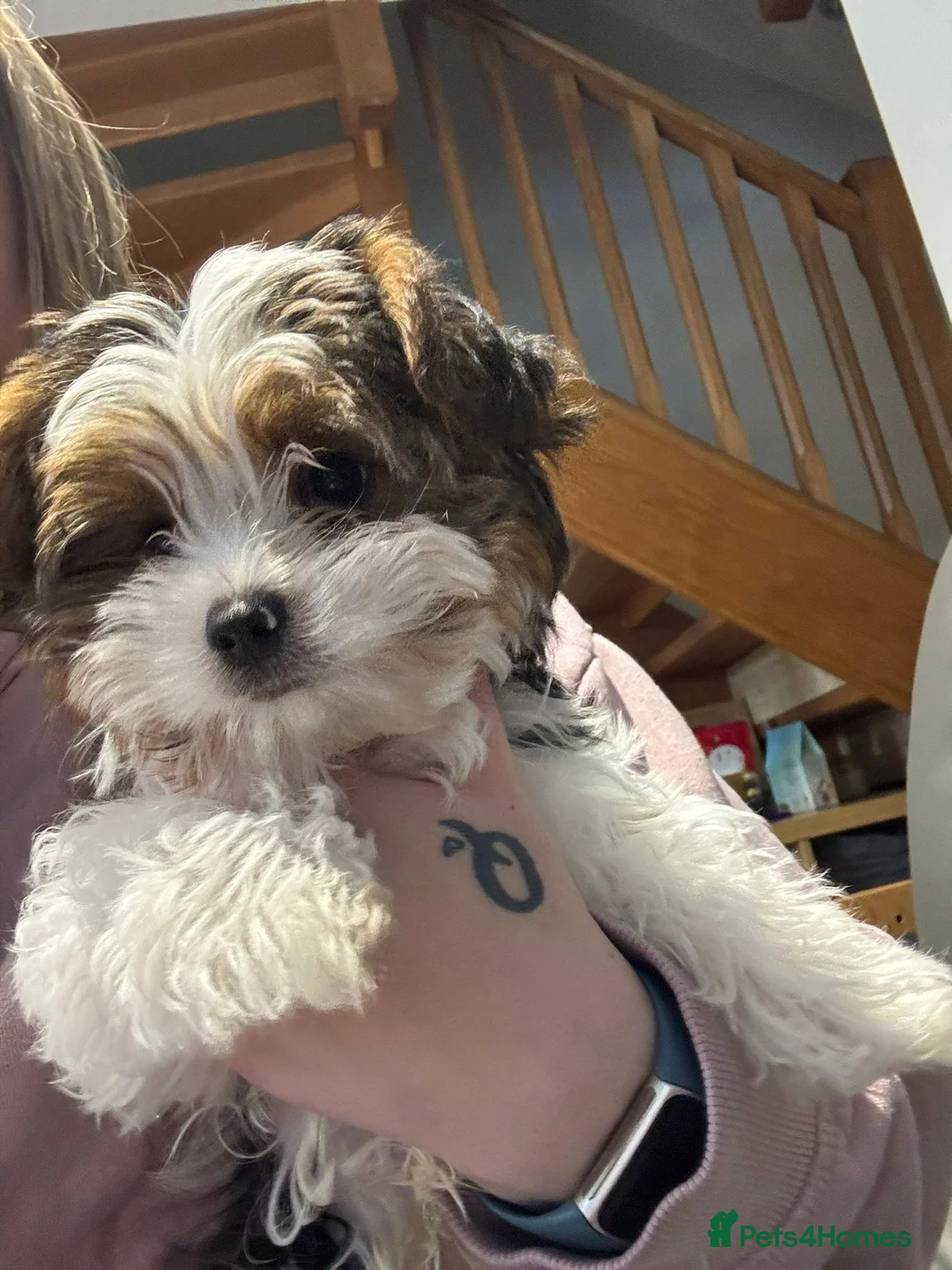 Biewer Terrier dogs for sale: Biewer Terrier puppy - Advert 2