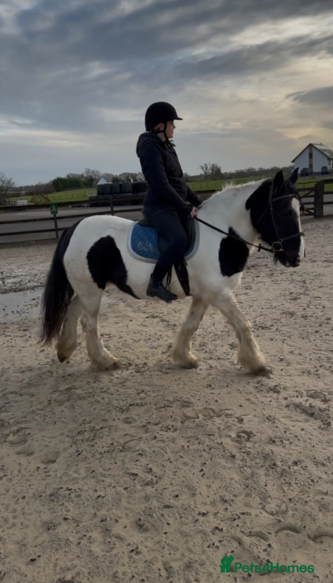 Irish Cob horses for sale: Apple|14”|cob in Lanark - Advert 6