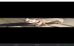 Mixed Breed dogs for sale: Frenchie x dachshund  - Image 2