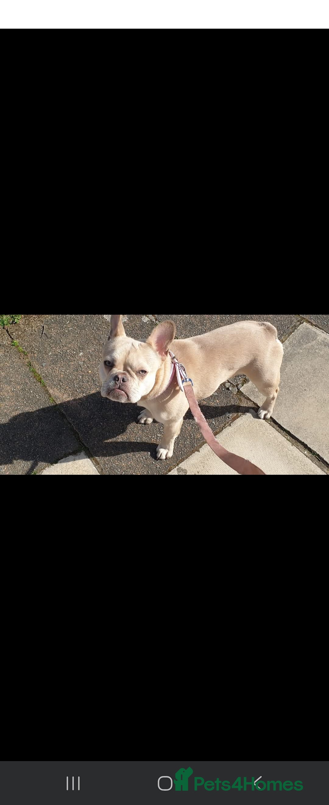 Mixed Breed dogs for sale: Frenchie x dachshund  - Image 2