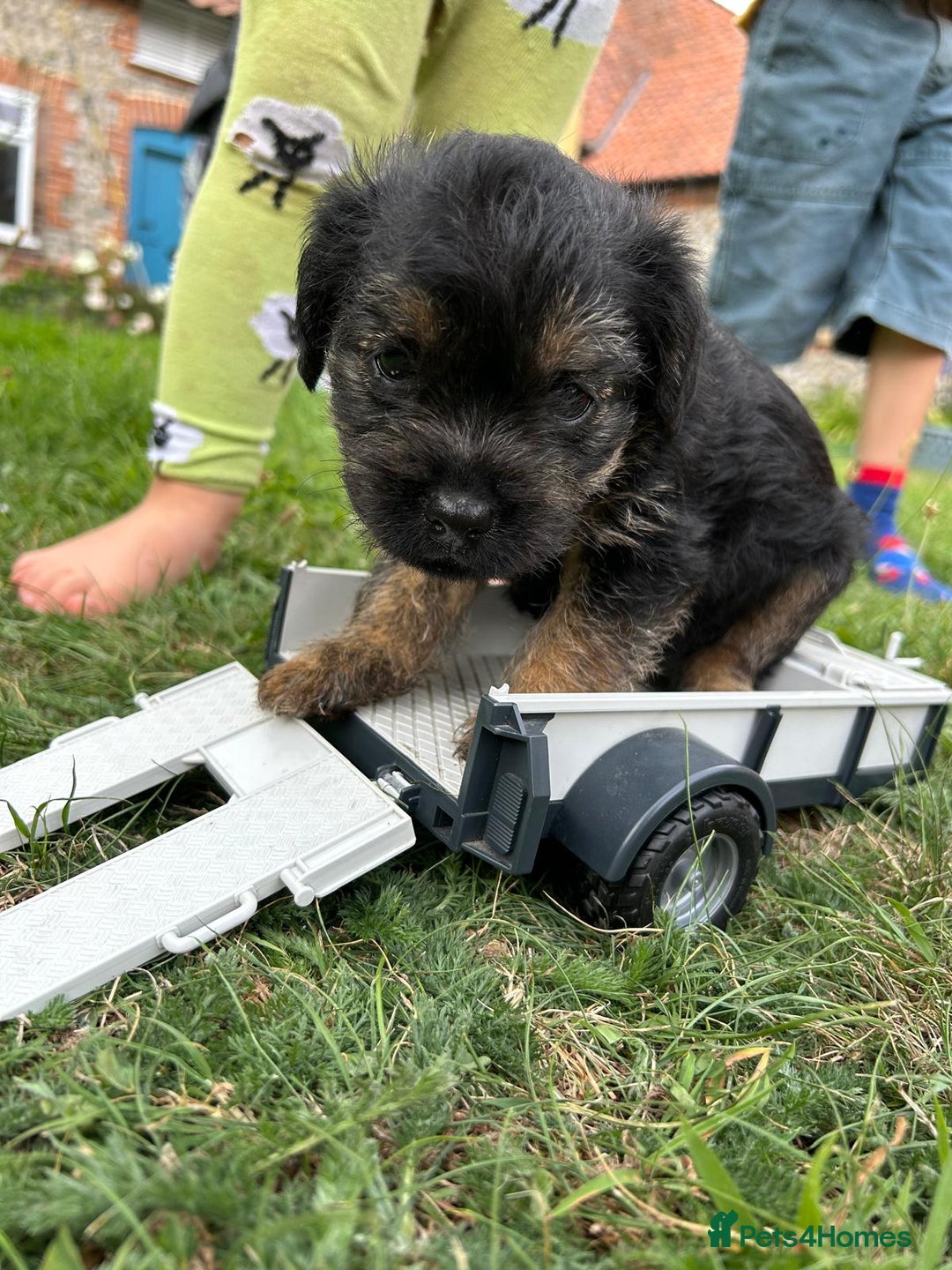 Border Terrier dogs for sale: Two beautiful Border Terriers dog puppies - Image 13