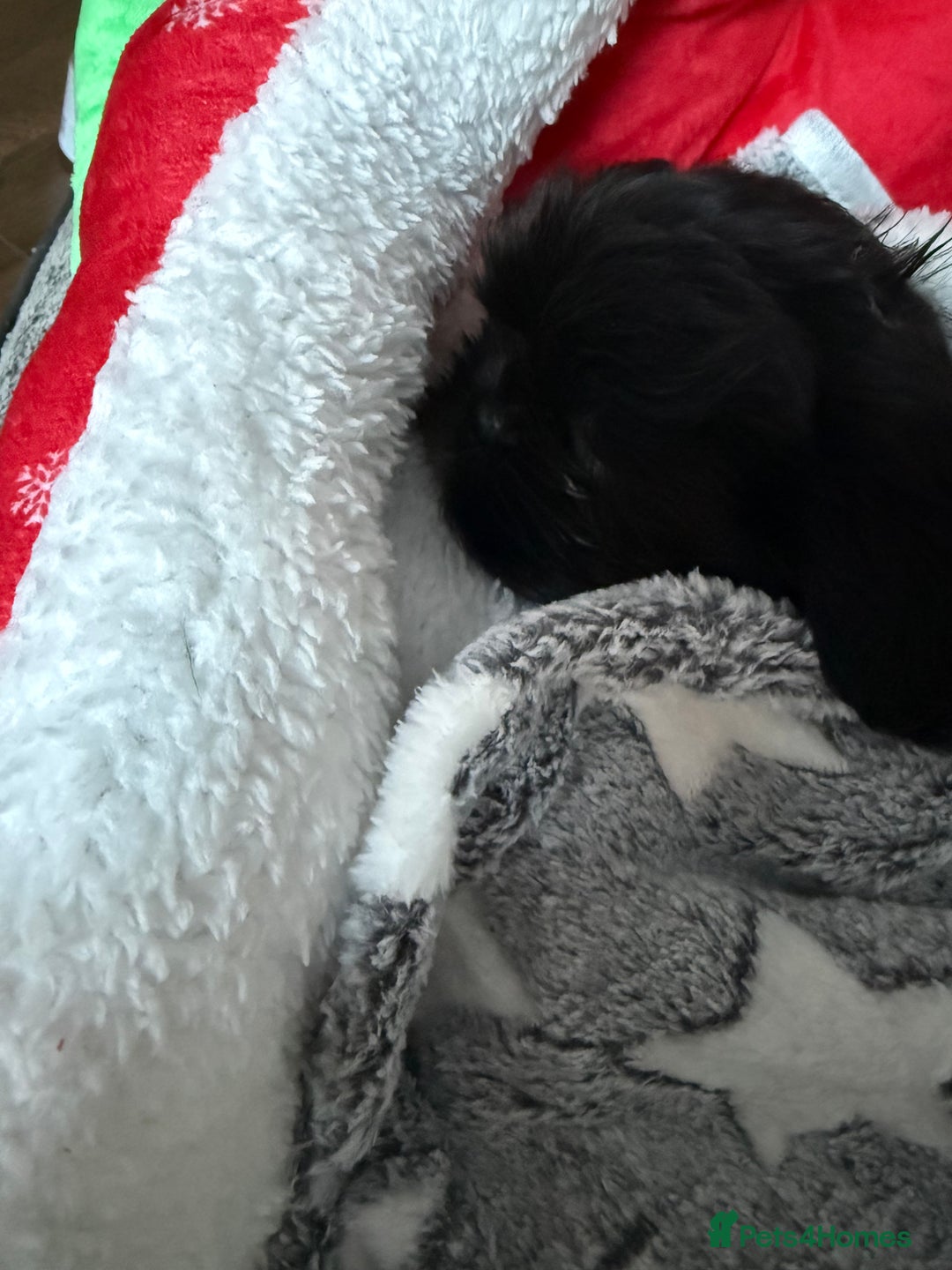 Shih Tzu dogs for sale: Black Shih Tzu puppy for sale  - Advert 4