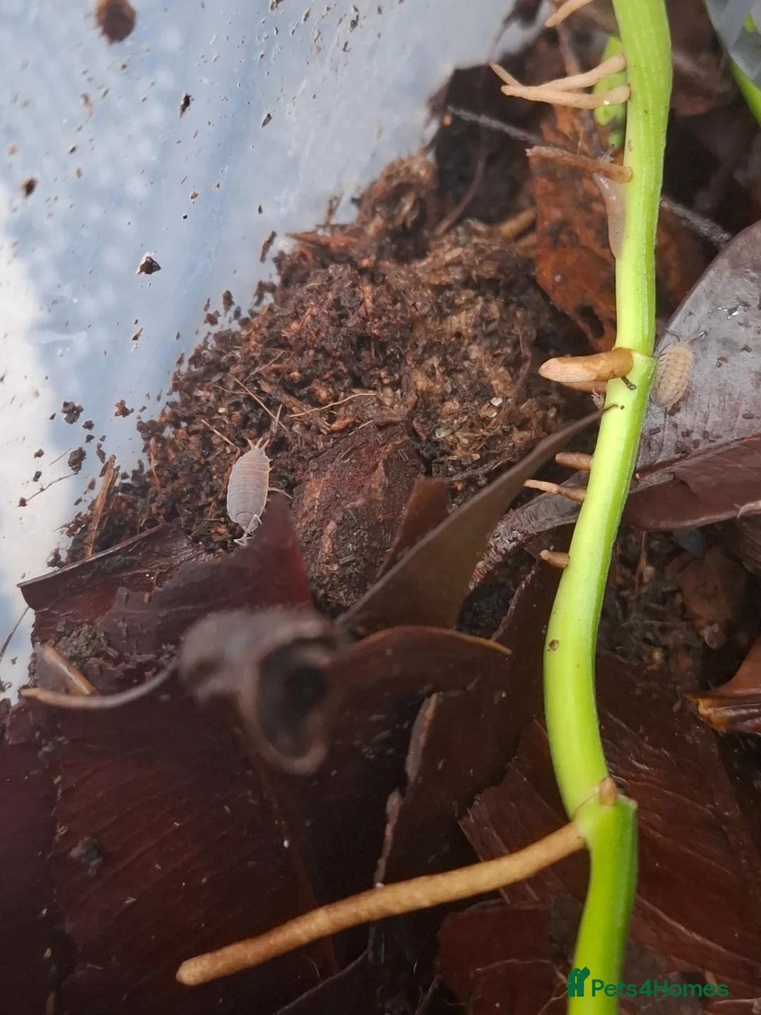 Isopods invertebrates for sale: Mixed isopods colonies - Advert 2