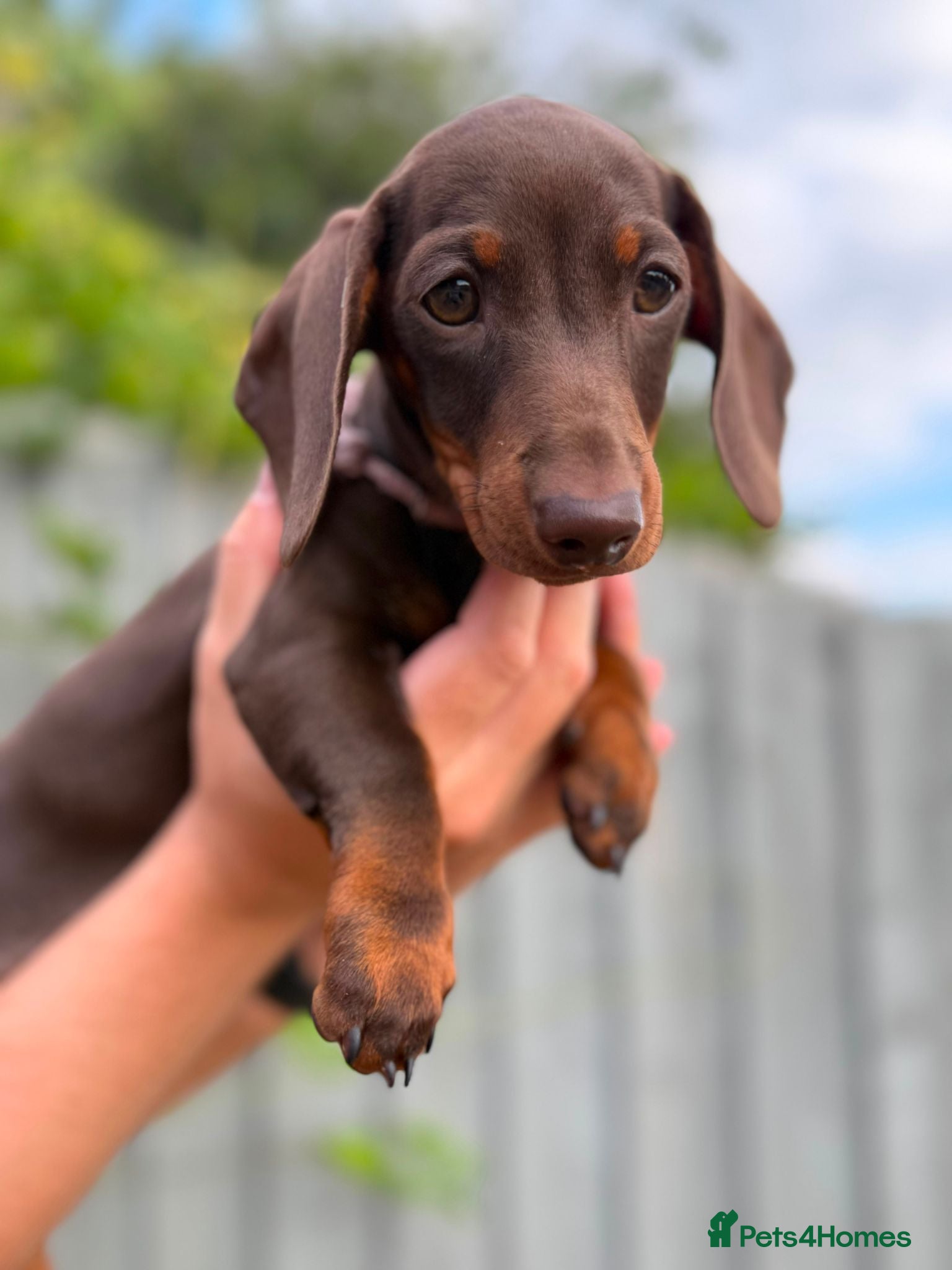 Miniature Dachshund dogs *KC Reg Miniature Dachshund Puppies available * - Advert 2