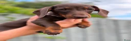 Miniature Dachshund dogs for sale: *KC Reg Miniature Dachshund Puppies available * - Advert 2