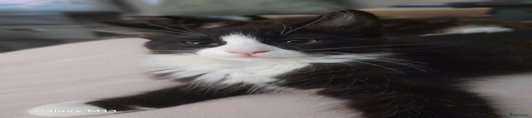 Mixed Breed Kitten 2