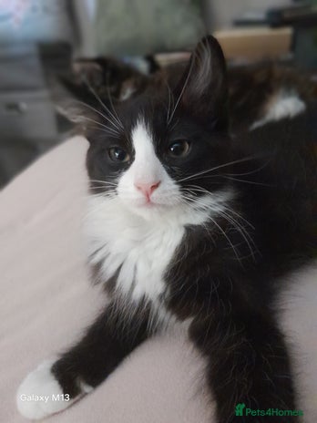 Mixed Breed cats - Advert 2