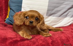 Cavalier King Charles Spaniel dogs for sale: Cavalier king Charles  Ruby's puppy's   - Image 18