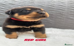 Rottweiler dogs for sale: Beautiful KC Rottweiler puppies - Image 35
