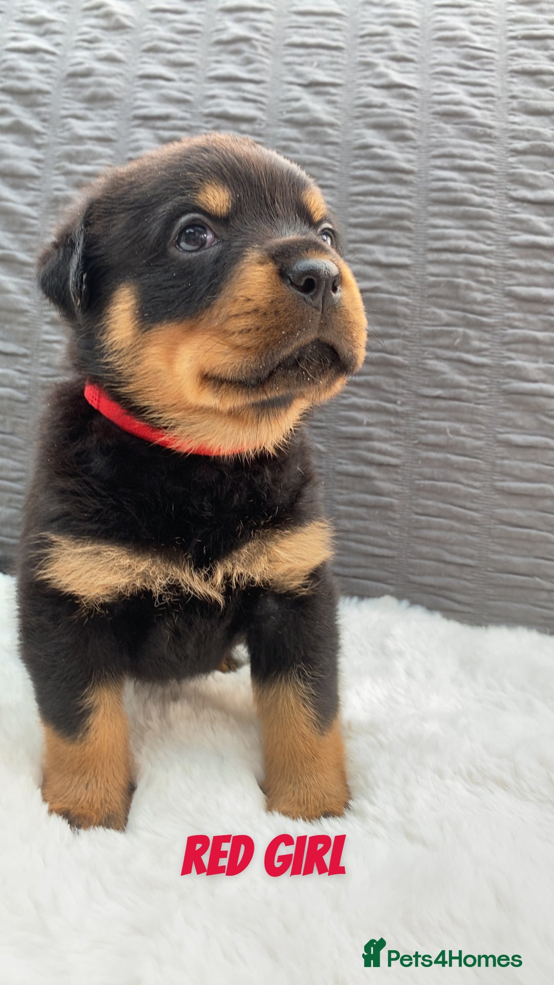 Rottweiler dogs for sale: Beautiful KC Rottweiler puppies - Image 35