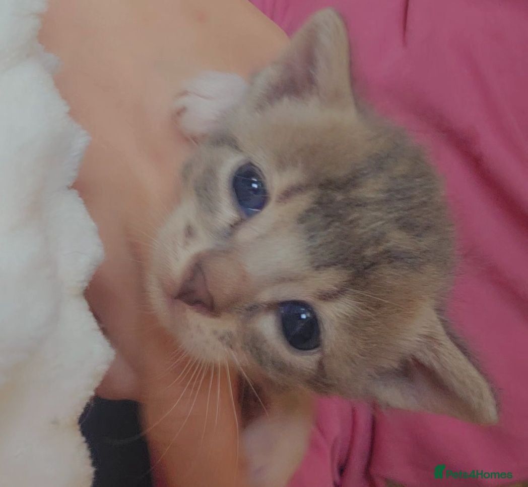 Bengal cats Savannah x bengal hybrid ALL RESERVED - Advert 2