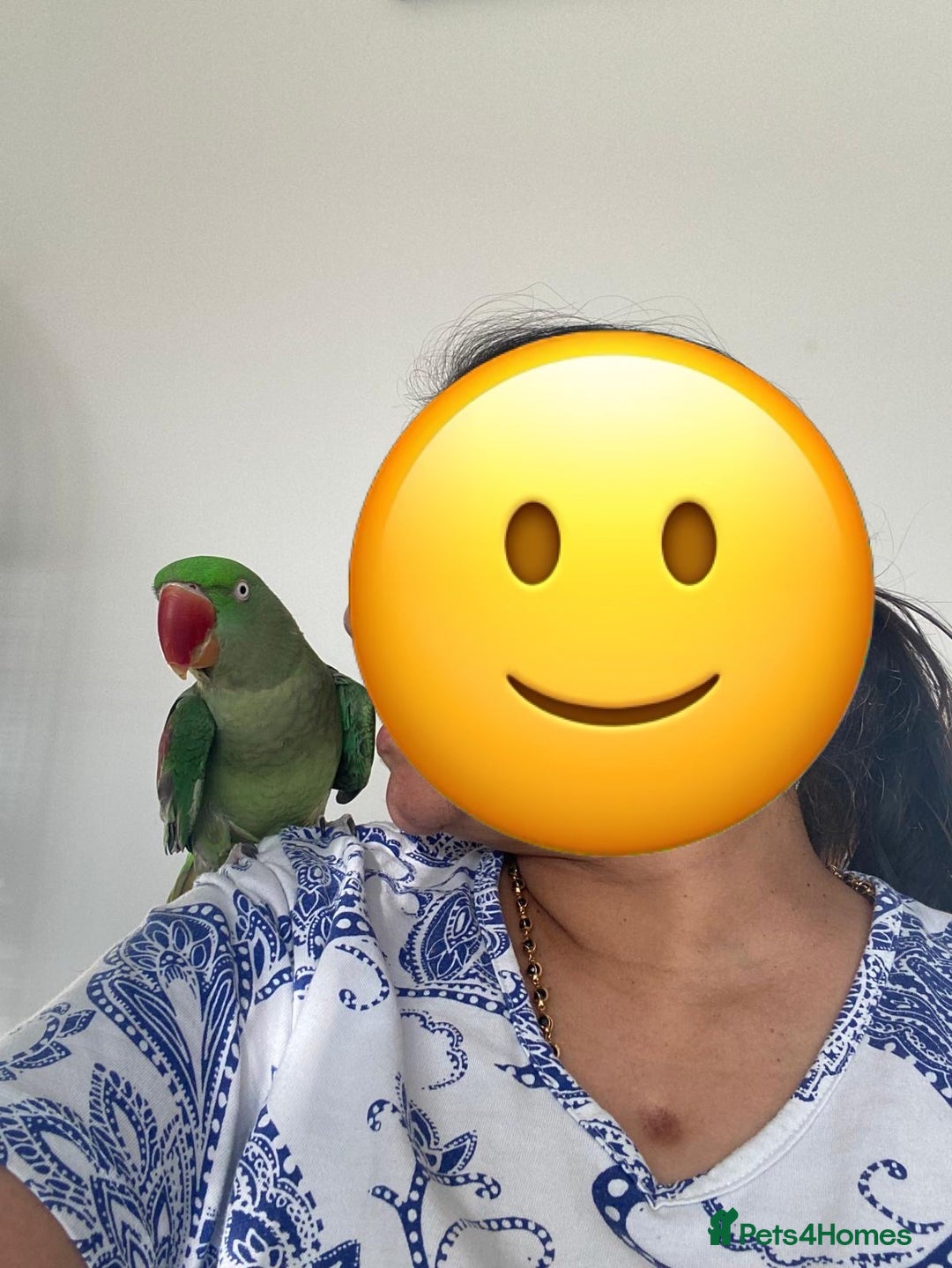 Parrots birds for sale: Alexandrian Parrot (semi-tamed) for sale  - Image 3