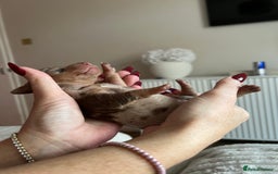 Miniature Dachshund dogs for sale: Beautiful litter of miniature dachshund  - Advert 13