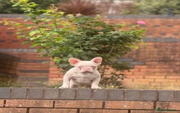 French Bulldog dogs for sale: PRICE REDUCED!! PINK HUSKY FRENCH BULLDOGS - Image 15