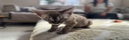 Bengal cats for sale: ⭐⭐⭐ Stunning Rare Charcoal Mink Bengal Kitten ⭐⭐⭐ - Advert 25