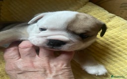 English Bulldog dogs for sale: 4 KC English Bulldog Puppies  - Image 10