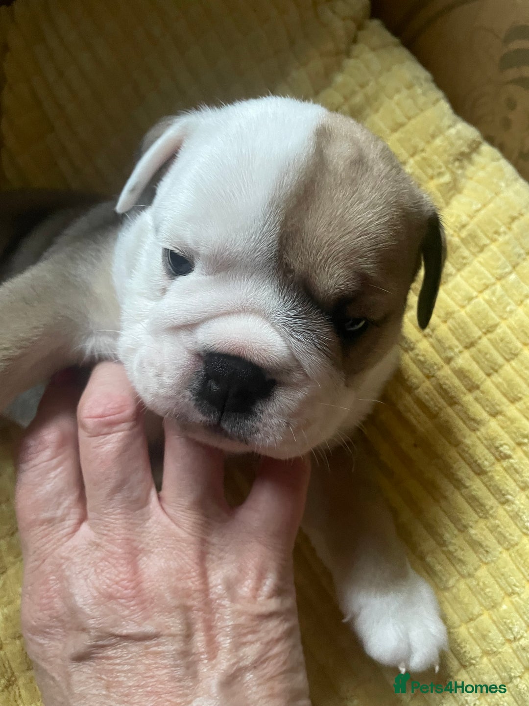 English Bulldog dogs for sale: 4 KC English Bulldog Puppies  - Image 10