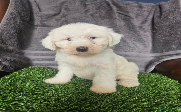Tibetan Terrier dogs - Advert 1