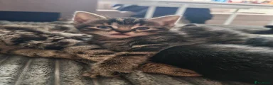 Domestic Shorthair 1