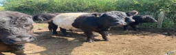 Cows & Bulls livestock for sale: Belted Gallaway - Advert 2
