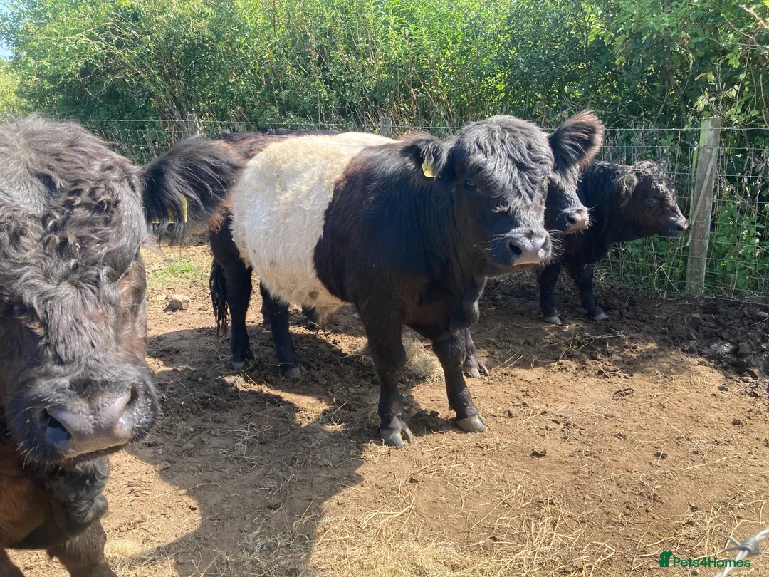 Cows & Bulls livestock for sale: Belted Gallaway - Advert 2