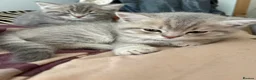 British Shorthair cats for sale: British shorthair kittens for sale - Advert 14