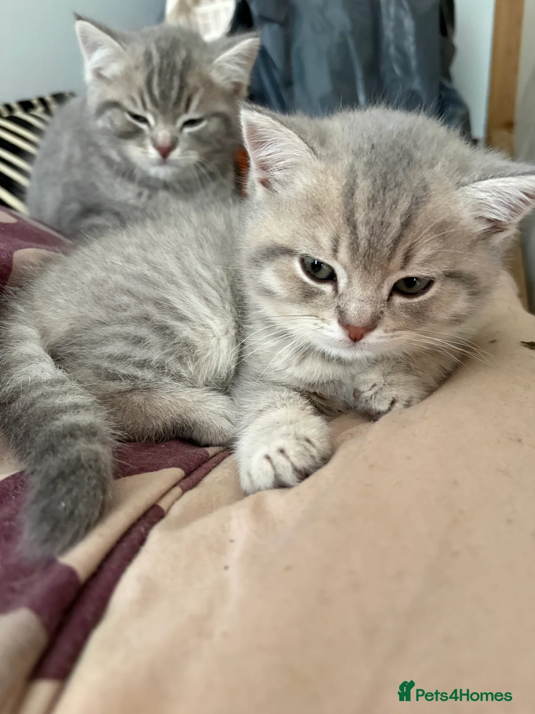 British Shorthair cats for sale: British shorthair kittens for sale - Advert 14
