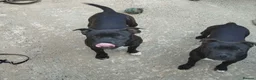 Staffordshire Bull Terrier dogs for sale: 2 female pups for sale  - Advert 5