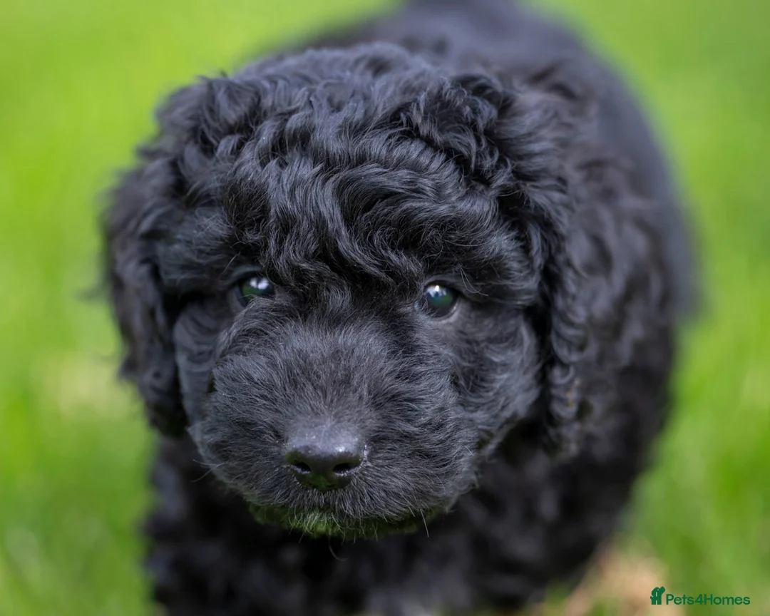 Australian Labradoodle dogs for sale: Two Australian Labradoodle puppies - Advert 2