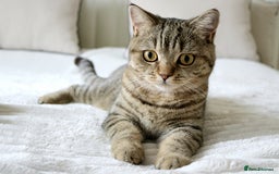 British Shorthair cats for sale: 🎄 British Shorthair - Ready 21 December - Image 19