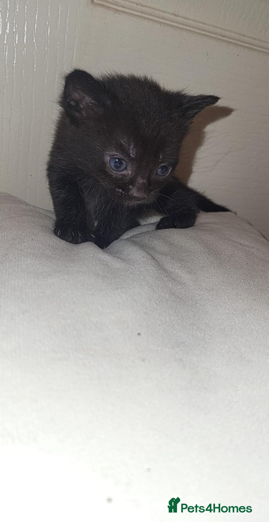 Domestic Shorthair cats for sale: Domestic short haired kittens  - Advert 2