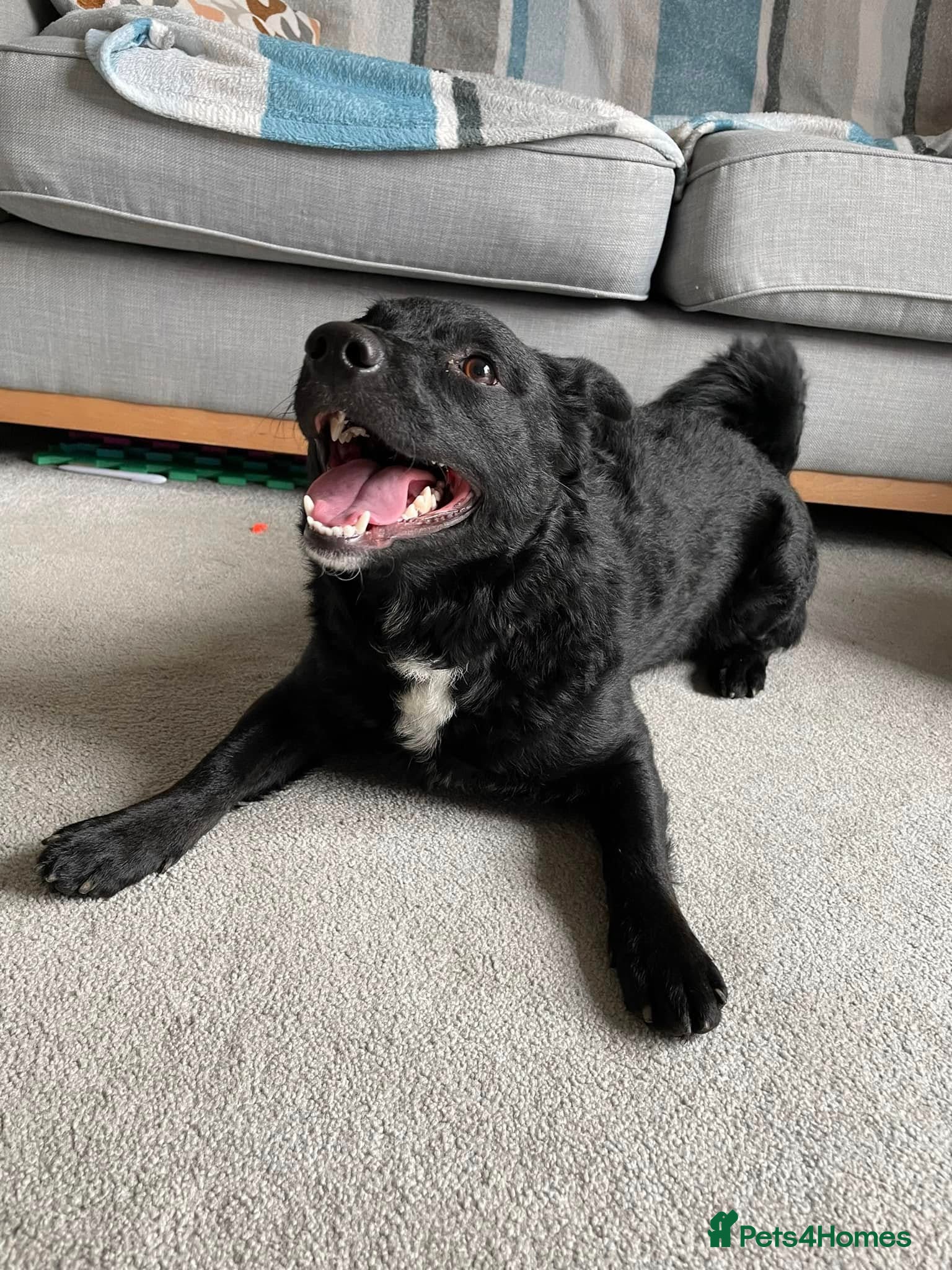Mixed Breed dogs 💖🐶 KODA – THREE YEARS AGO SHE WAS SAVED - Advert 1