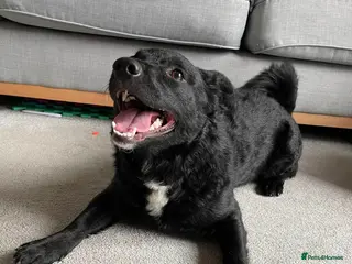 Mixed Breed dogs 💖🐶 KODA – THREE YEARS AGO SHE WAS SAVED - Advert 1