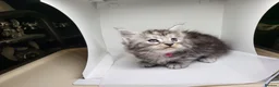 Maine Coon cats for sale: Maine Coon Kittens For Sale (Ready Soon) - Advert 3