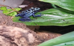 Toad reptiles for sale: Blue poisin dart frogs  - Image 2