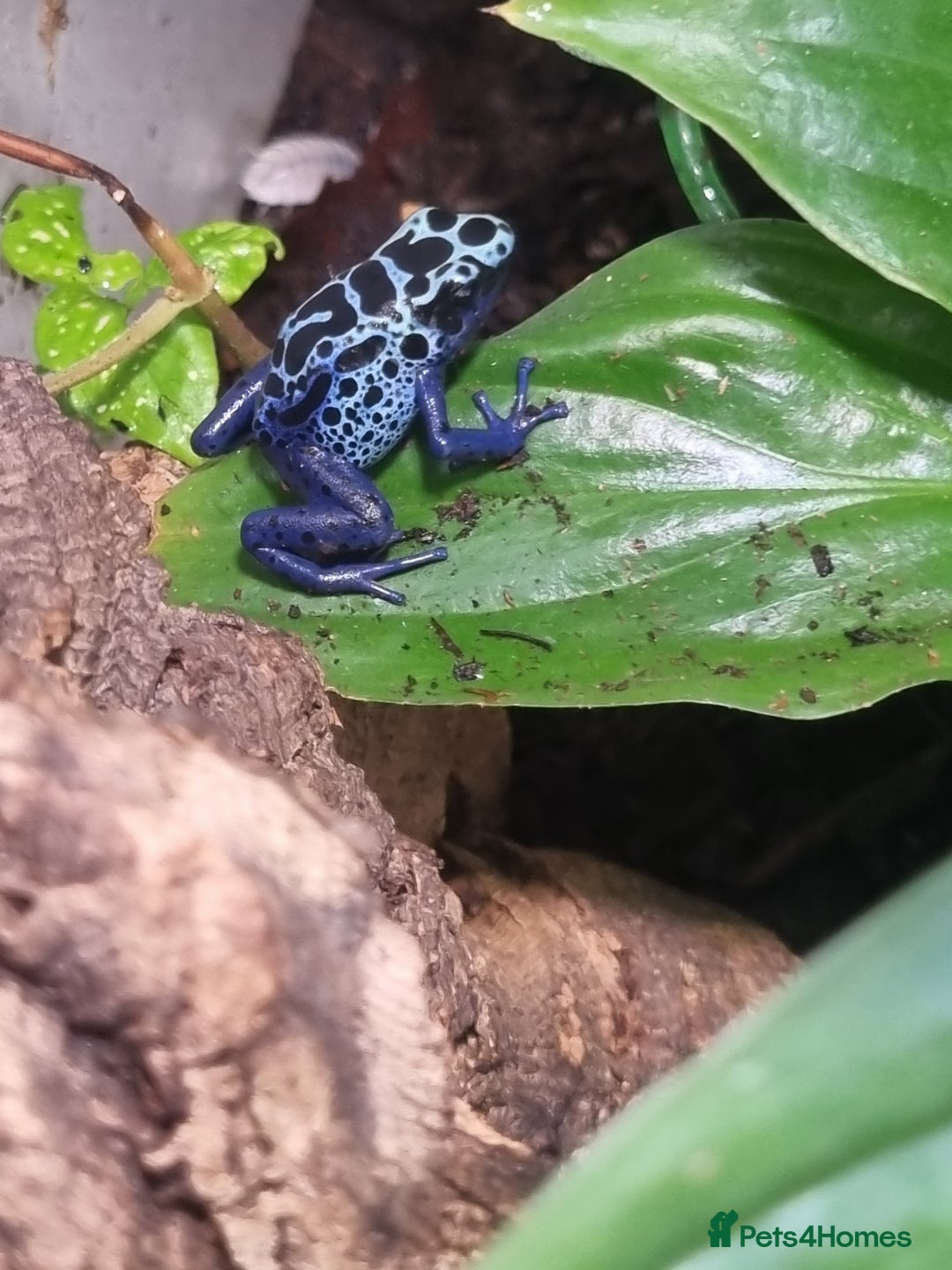 Toad reptiles for sale: Blue poisin dart frogs  - Image 2