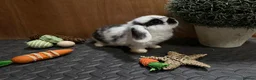 Mini Lop rabbits for sale: Minilop babies (2 girls & 2 boys)  - Advert 31