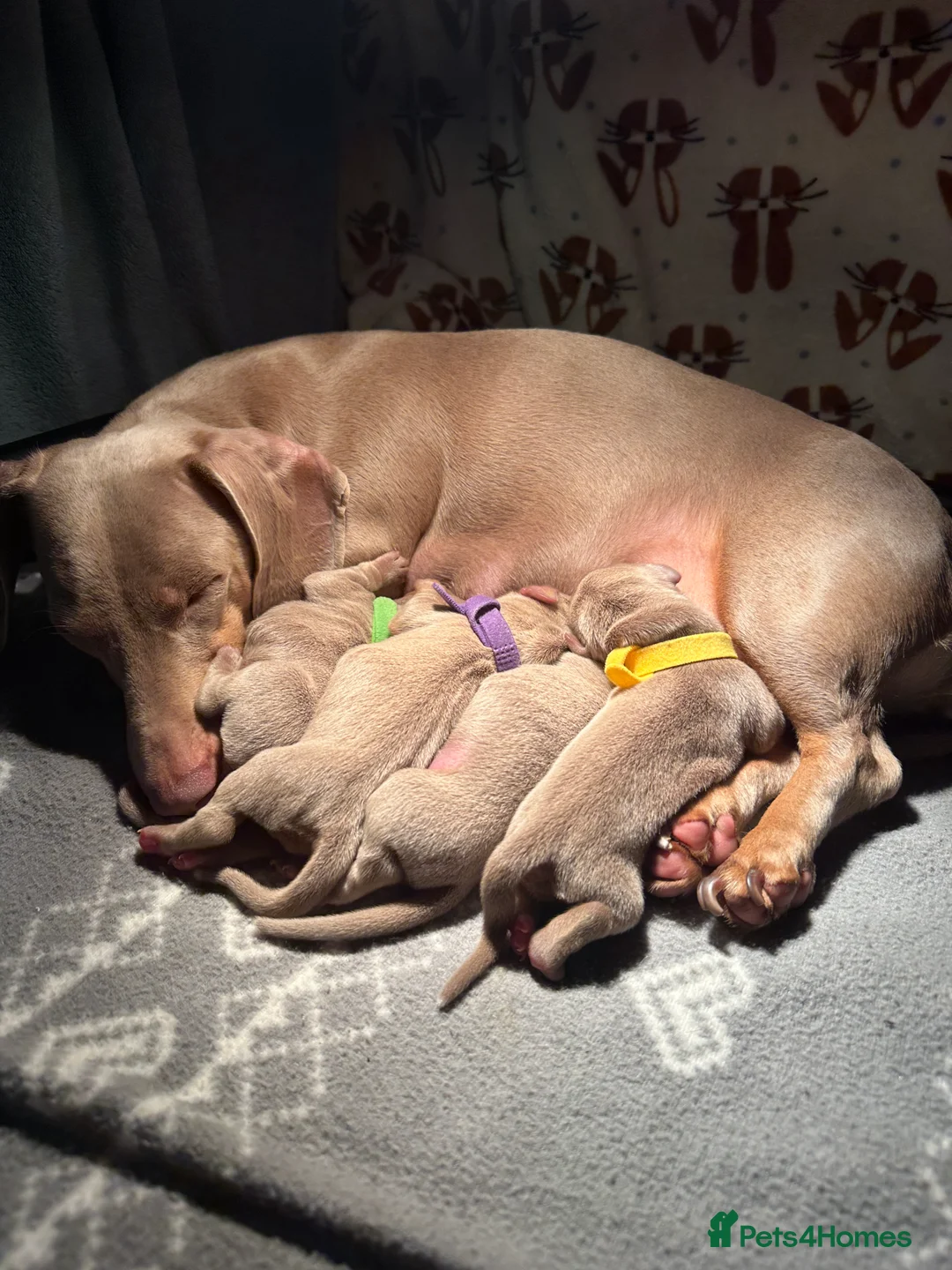 Miniature Dachshund dogs for sale: 4 Glynllan Miniature Dachshund Puppies FOR SALE - Advert 18