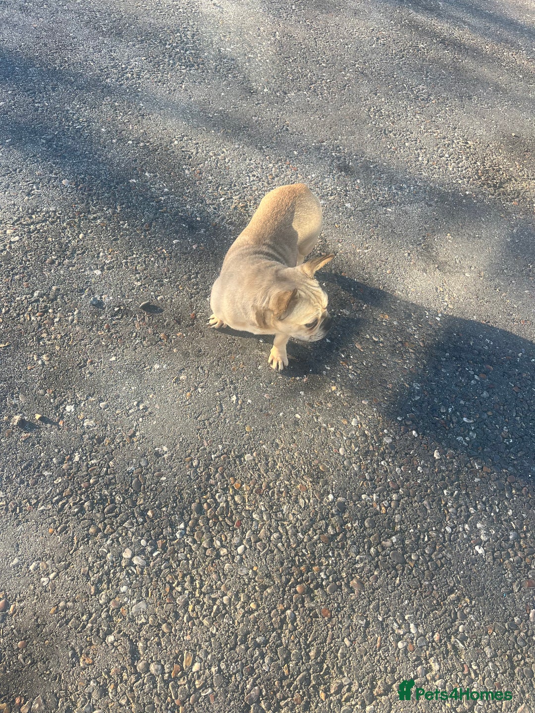 French Bulldog dogs for sale: French bulldog girl pink Carrier  - Advert 5