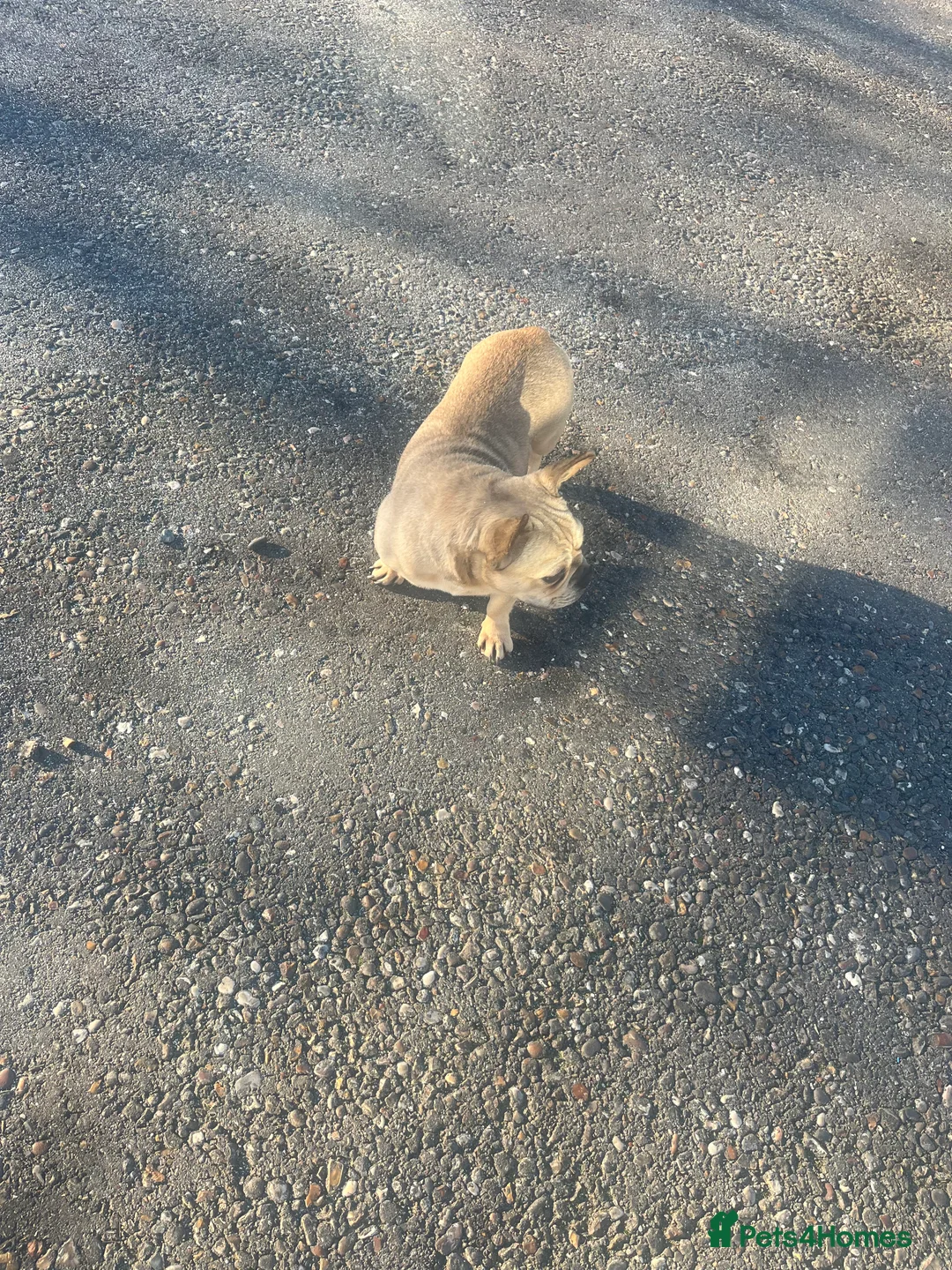 French Bulldog dogs for sale: French bulldog girl pink Carrier  - Advert 5