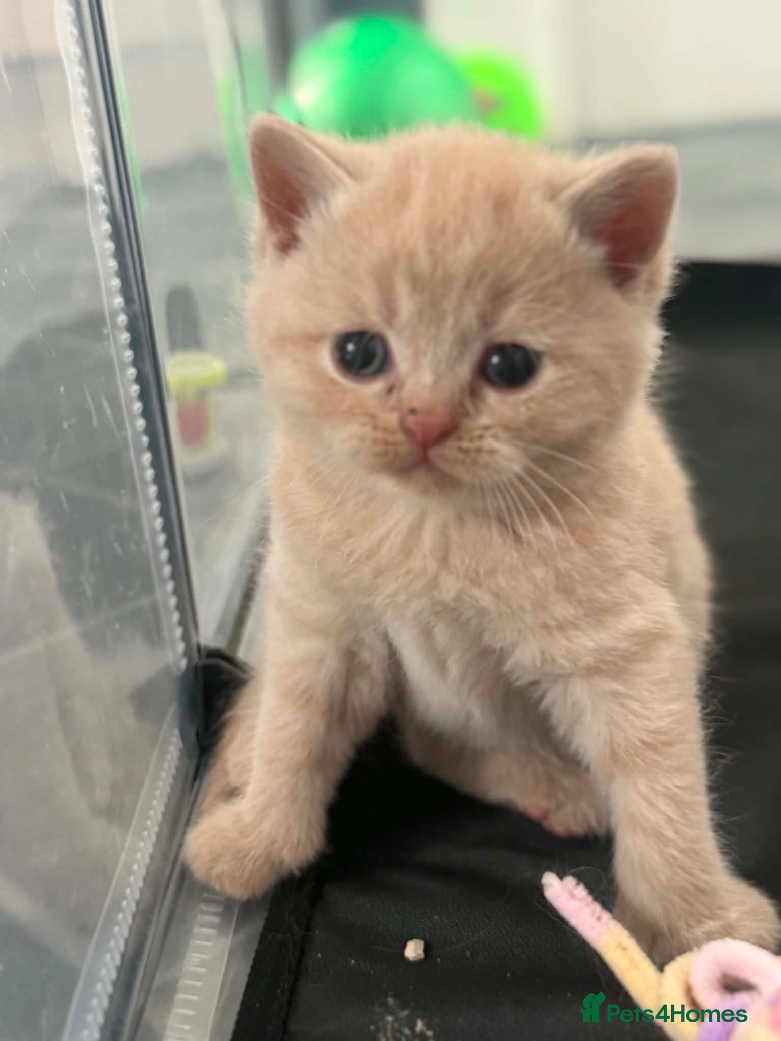 British Shorthair cats BHS babies  - Advert 3